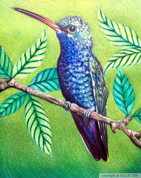 BROAD BILLED HUMMINGBIRD