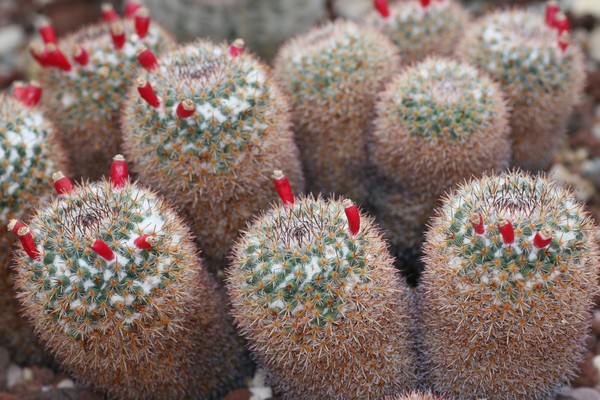 Blooming Cactus