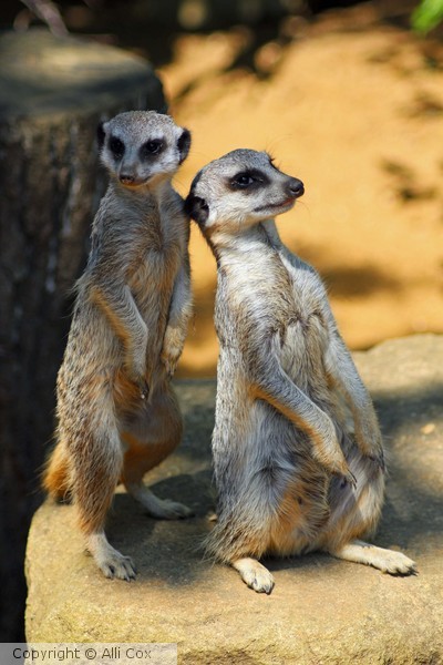 Meercats