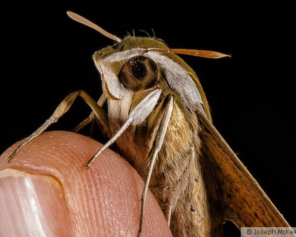 Moth on my Finger