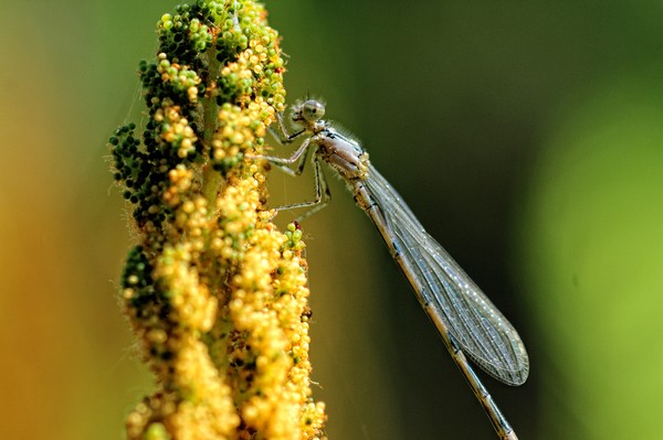 Dragonfly