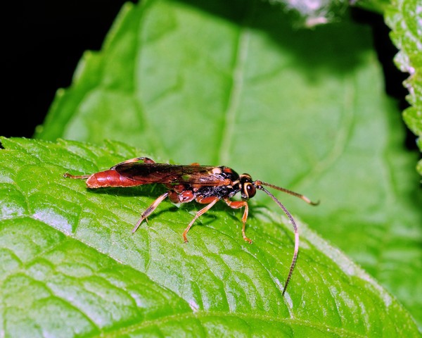 Bug Fly Wasp thing
