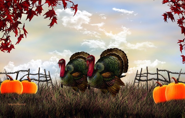 Turkeys In The Field