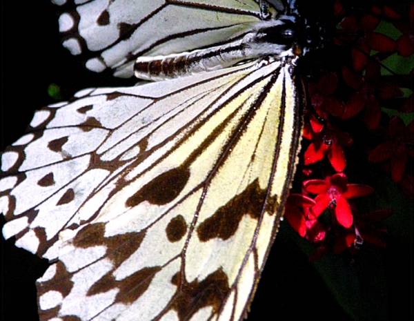 white butterfly