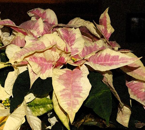 Poinsettia