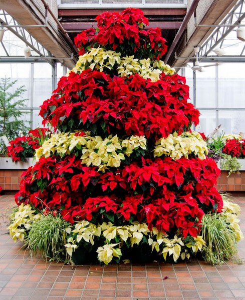 Poinsettia Tree