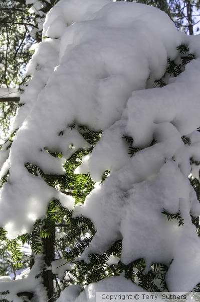 Snow covered