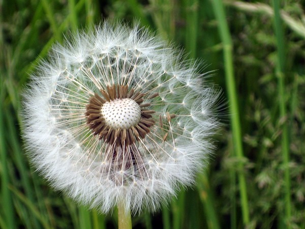 Dandelion.