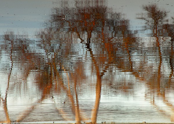 Reflecting pond with trees