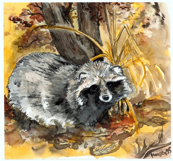 Racoon
