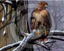 Red Tailed Hawk