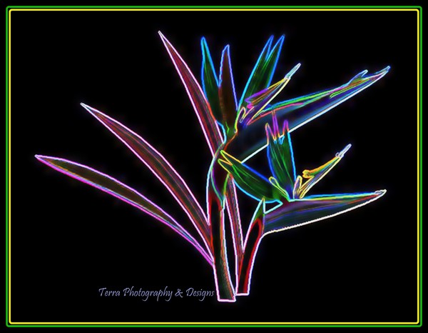 Bird of Paradise with Glowing Edges
