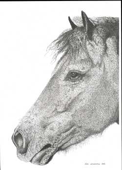 Horse's Head