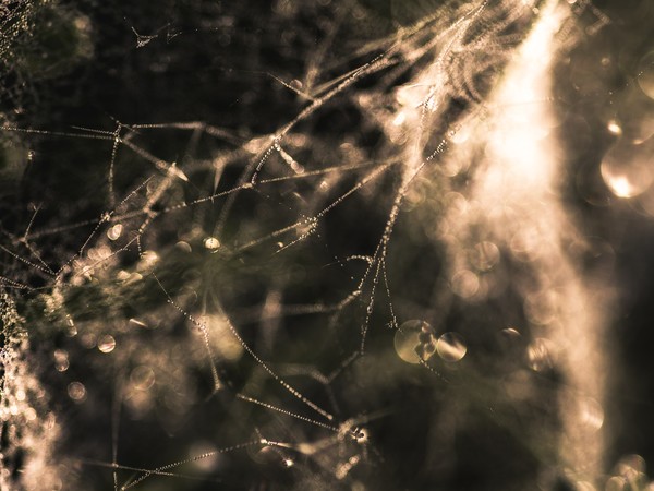 The sun comes trough the morning dew