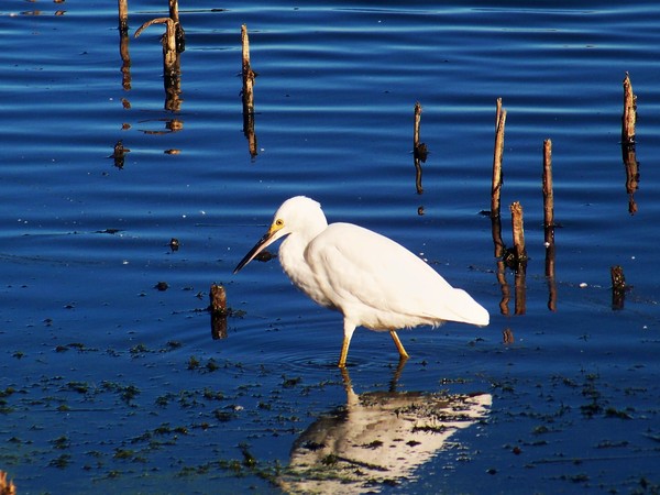 Snowy Egret