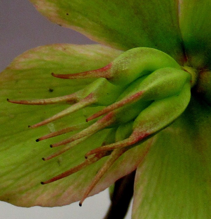 HELLEBORE