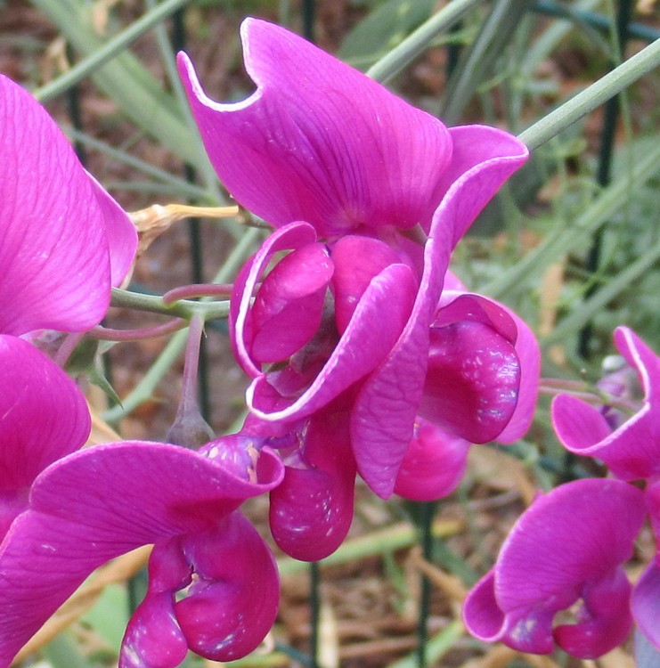 SWEET PEAS