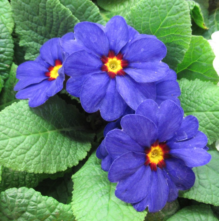 BLUE PRIMEROSES