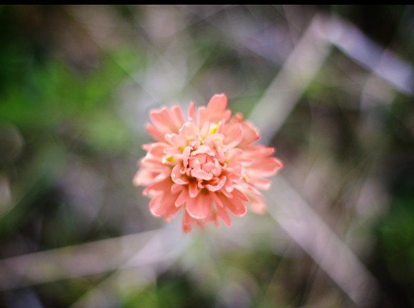 Indian Paintbrush