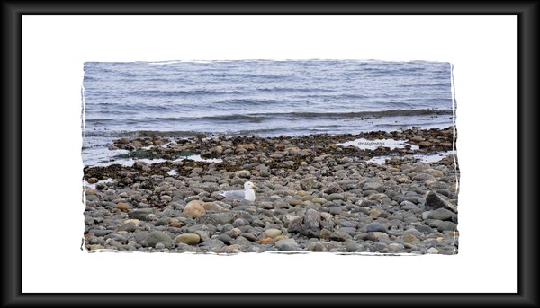 seagull 2