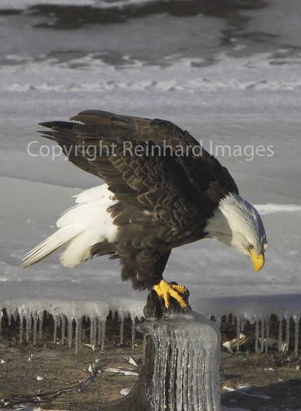 Ice Eagle