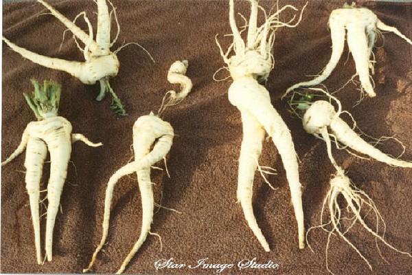 Peculiar Parsnips