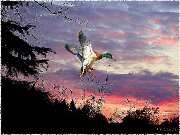 SUNDOWN DUCK