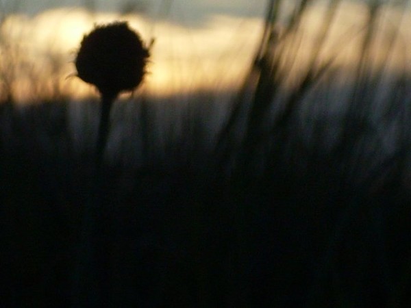 Black Grass