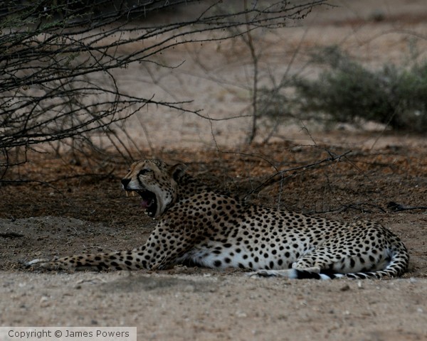 cheetah0
