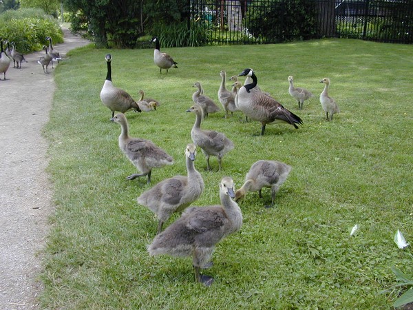 Lawn Mowers