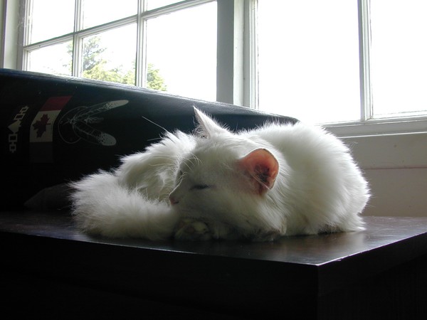 Whitey