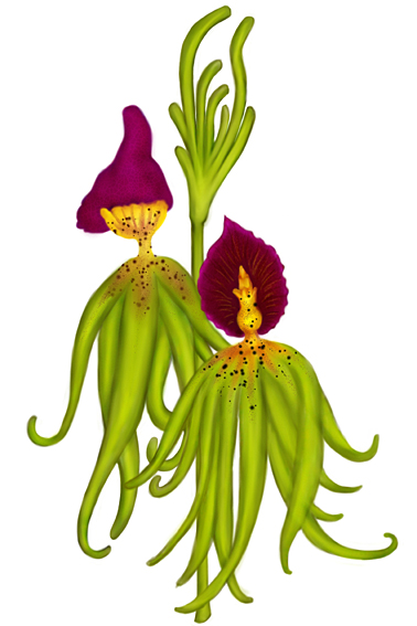 Black Orchid