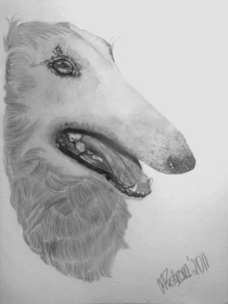 Borzoi