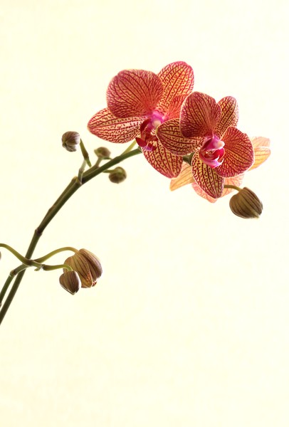 Red Striped Orchid 4