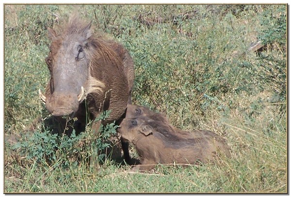 Warthog babies having breakfast