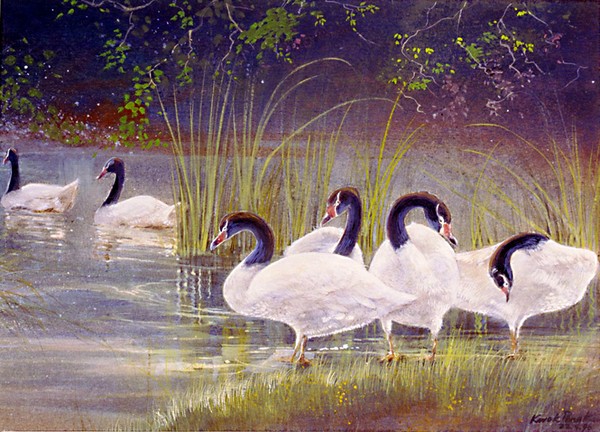 Black Necked Swan