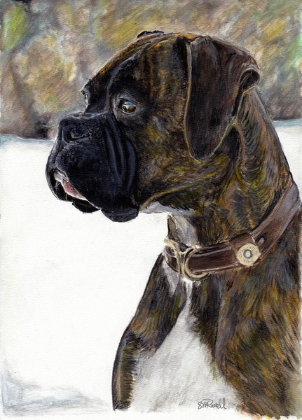 Boxer