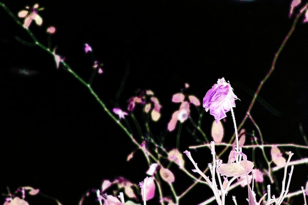 Wilted Rose Blackness
