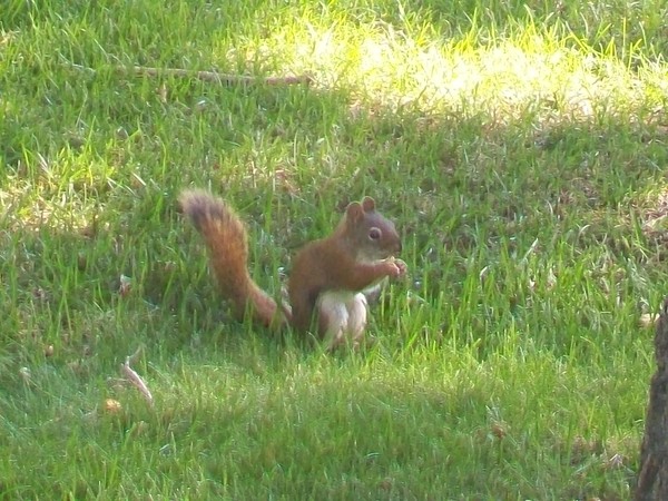 squirrel