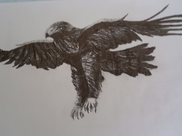 golden  eagle drawing