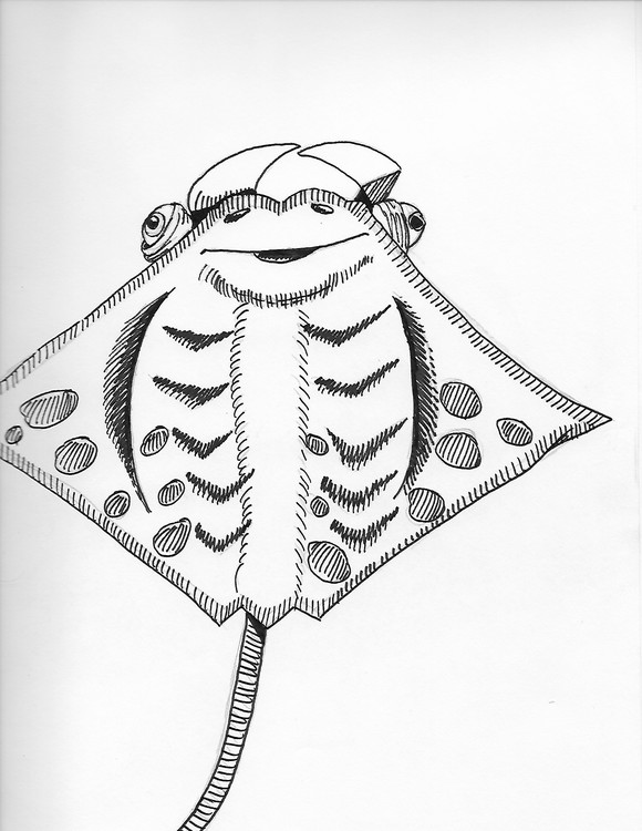 19- Manta Ray