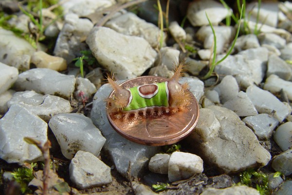 A penny for your thoughts.....
