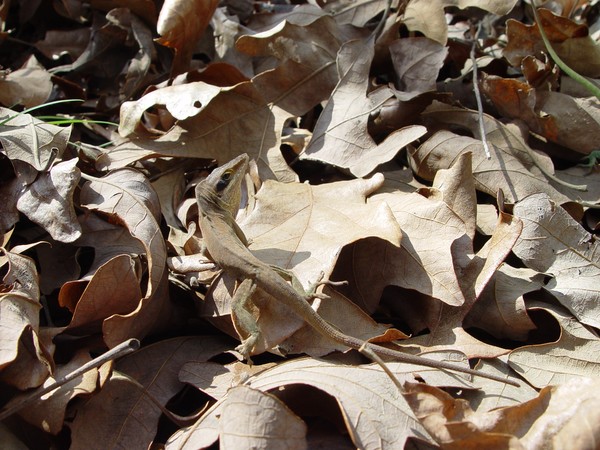 Lizard camo...