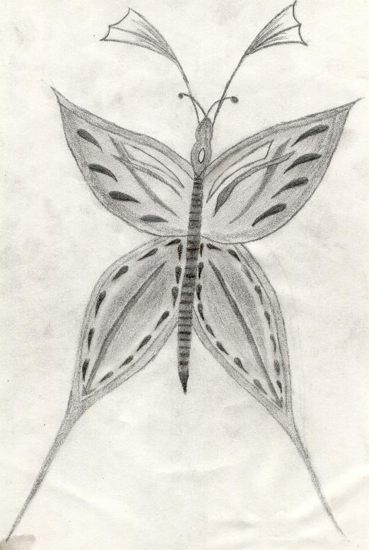Black and white buterfly