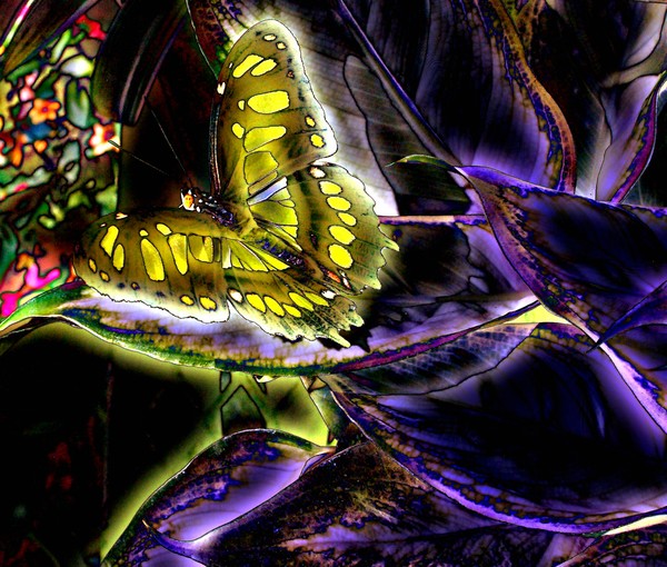 purple haze wings