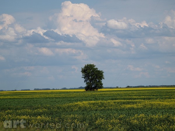 LONELY TREE