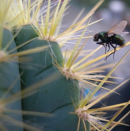 flyicide