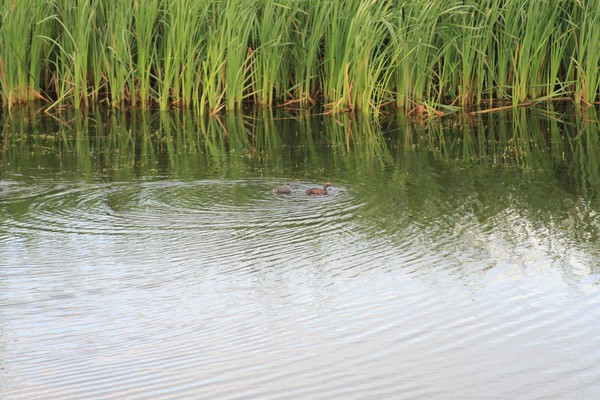 Cinnamon Teal Duck, A rare sighting.