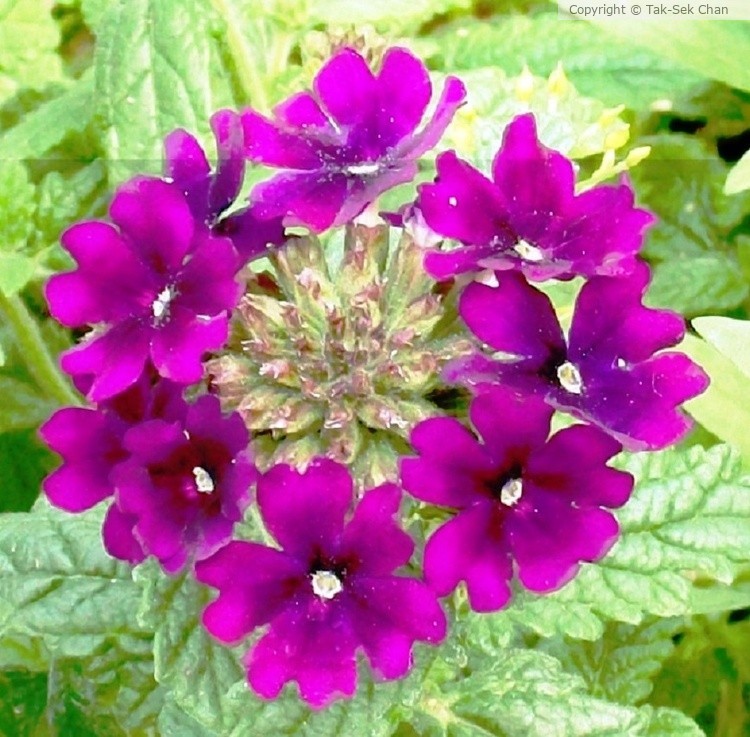 Verbena (Glandularia  x hybrida), Alaska, USA, 08-11-2012