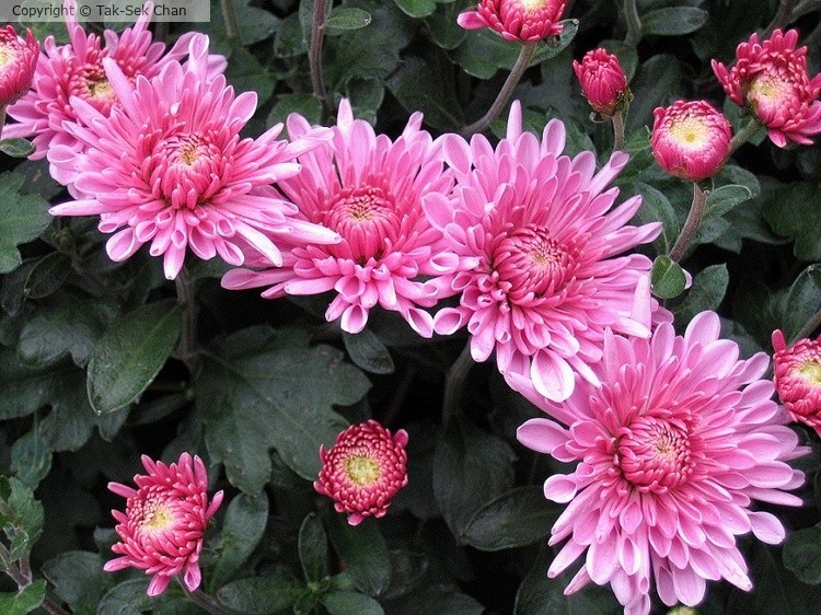 Chrysanthemum, 10-09-2009